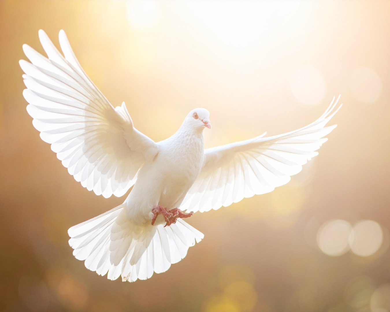 Read more about the article עת שלום